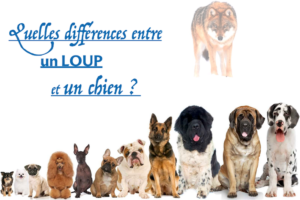Conférence Homo Canis