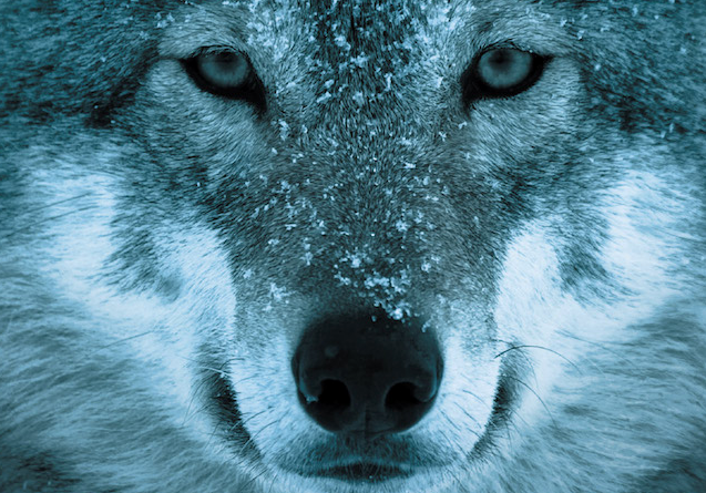 Homo Canis